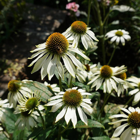 Jeżówka purpurowa Virgin (C2)