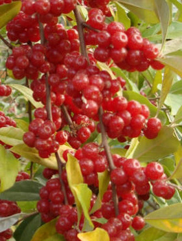 Oliwnik baldaszkowy Miododajny (C2)