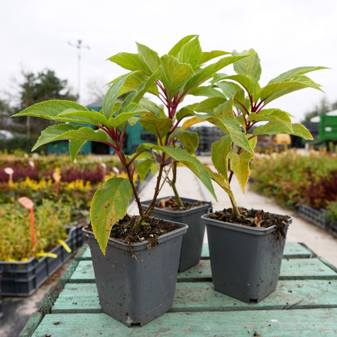 Hortensja bukietowa Shikoku Flash (P9)