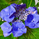 Hortensja ogrodowa Blaumeise (P9)