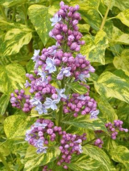 Lilak pospolity Aucubaefolia (C2)