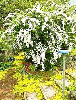 Tawuła van Houtte'a obsypana bielą (C2)