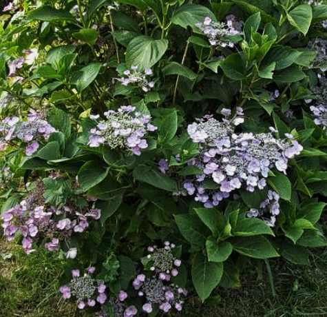 Hortensja ogrodowa Mariesii Perfecta