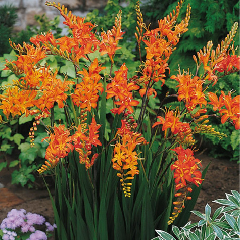 Cynobrówka Krokosmia Ogrodowa Masonarium pomarańczowa