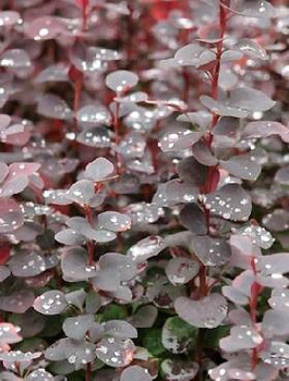 Berberys Thunberga Chocolate Summer (C2)