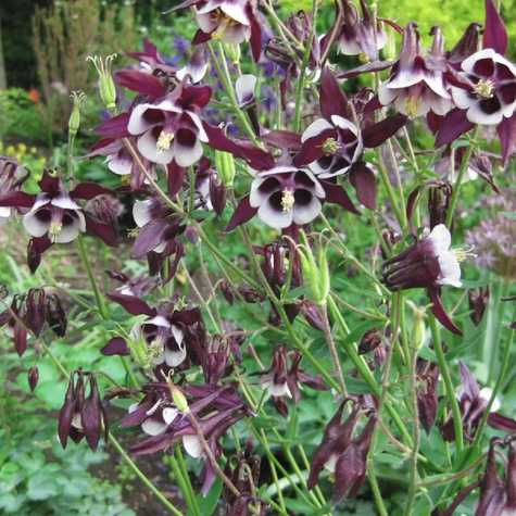 Orlik pospolity William Guiness (C2)