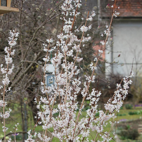 Abeliofylum koreańskie Forsycja biała (C2)