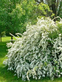 Tawuła nippońska June Bride (C2)