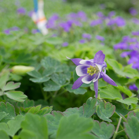 Orlik Dragonfly Hybrids (C2)