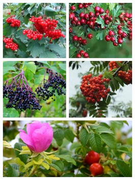 Zestaw Leśna Ostoja dla ptaków i małych zwierząt Plant Pack