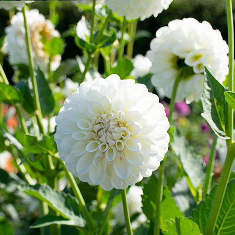 Dalia pomponowa Boom Boom White  