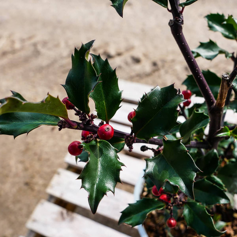 Ostrokrzew Blue Girl (C2)