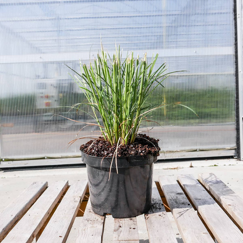 Miskant chiński Red Chief (C2)