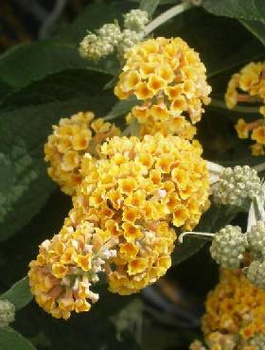 Budleja Weyera Sungold (C2)
