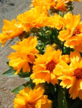 Nachyłek wielkokwiatowy Presto (P9)