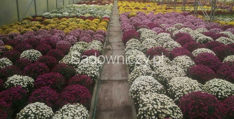 Chryzantema drobnokwiatowa cytrynowa DUŻA DONICA