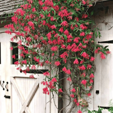 Wiciokrzew Henry'ego P14