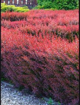 Berberys thunberga Atropurpurea (P9)