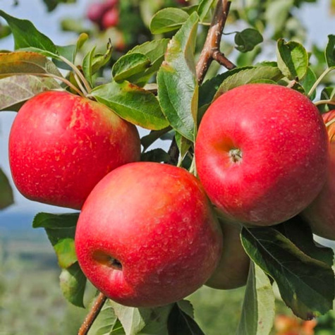 Jabłoń Freedom Parchoodporny Plant Pack 