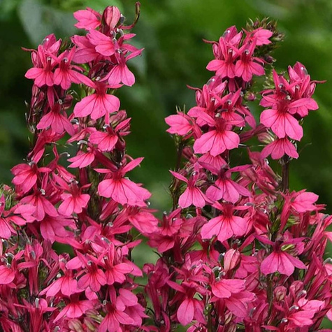 Lobelia okazała Starship Deep Rose (C2)