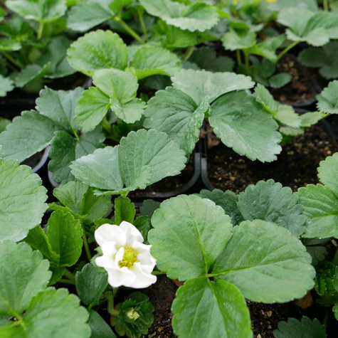 Truskawka balkonowa Summer Breeze Snow w doniczce