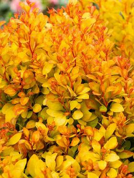 Berberys thunberga Summer Sunset (C2)