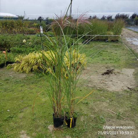Miscanthus sinensis Miskant chiński 'Kupferberg'
