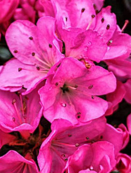 Azalia japońska Anne Frank (C2)