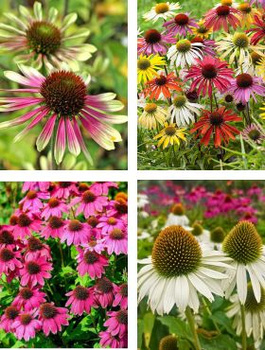 Zestaw jeżówek: Green Twister, Magnus, Cheyenne Spirit i White Swan (C2)