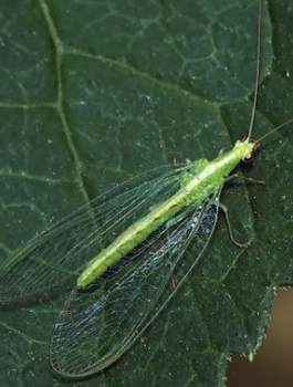 Chrysopa 100 000 Złotook pospolity na mszyce