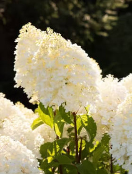 Hortensja bukietowa Sugar Rush (P9)