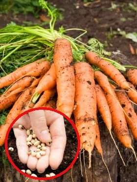 Nasiona otoczkowane Marchew jadalna Bolero F1 wczesna 400 ziaren