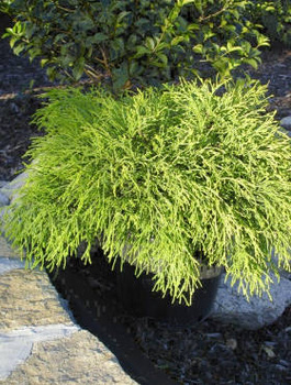 Cyprysik groszkowy Sungold (C2)