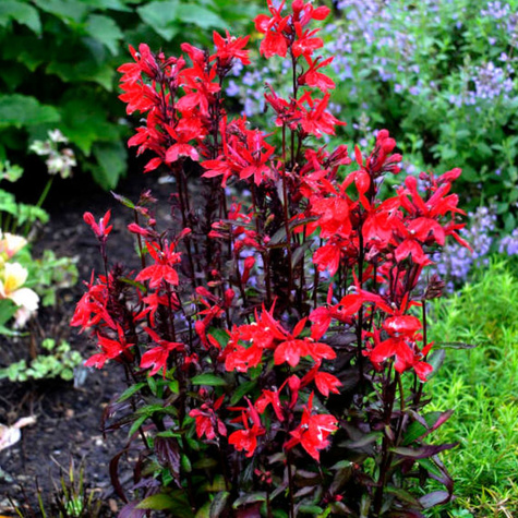 Lobelia okazała Starship Scarlet Bronze Leaved (C2)