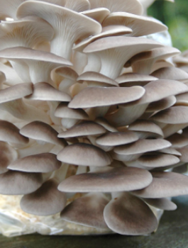Boczniak ostrygowaty Professional 1l Pleurotus ostreatus