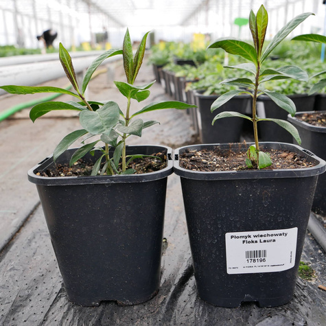 Płomyk wiechowaty Floks Laura (C2)