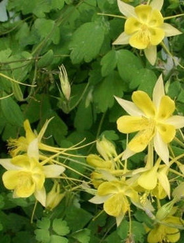 Orlik Spring Magic Yellow (C2)