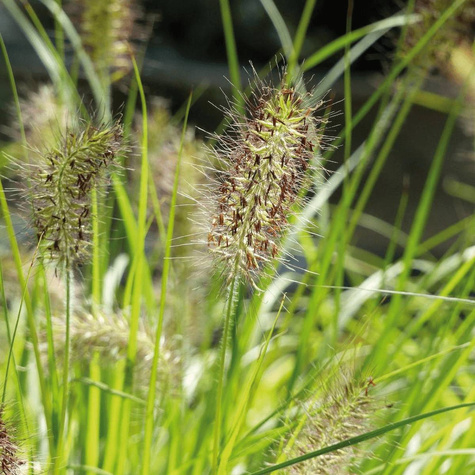 Rozplenica japońska Hameln Gold (P9)