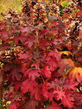 Hortensja dębolistna Snow Queen (C2)