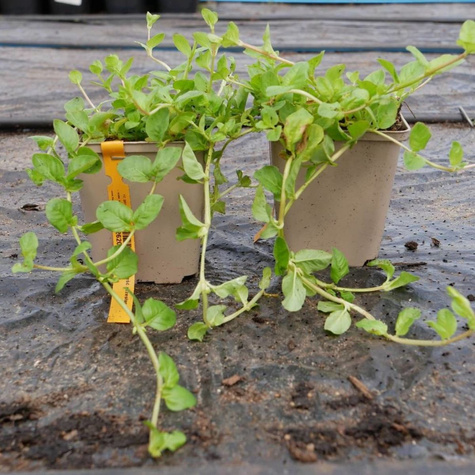 Tojeść rozesłana (C2)