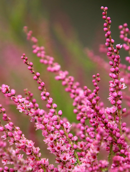 6 x Wrzos pospolity różowy kwiat zielone liście sadzonka