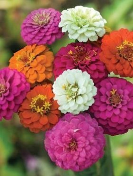 Cynia wytworna daliowa mix Vilmorin 1 g