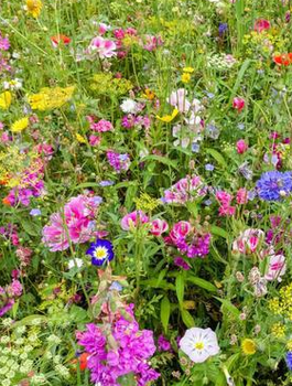 Łąka kwietna Lilipucia łączka 2g jednoroczna niskie kwiaty