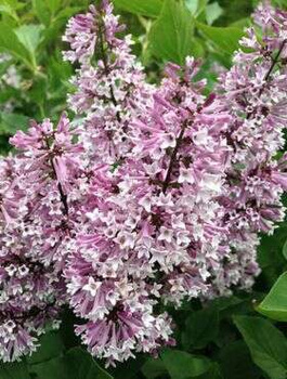 Lilak koreański rozpierzchły Miss Kim (C2)