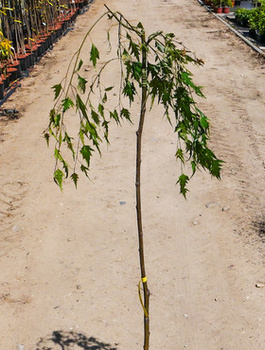 Brzoza Brodawkowata Gracilis Szczepiona Na Pniu