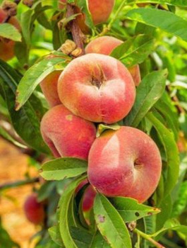 Brzoskwinia płaskowowocowa Paraguayo UFO Plant Pack