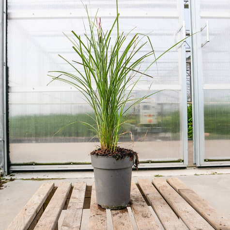 Miskant chiński Kleine Silberspinne (C2)