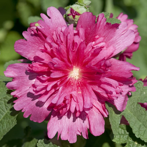 Malwa różowa Spring Celebrities Carmine Rose