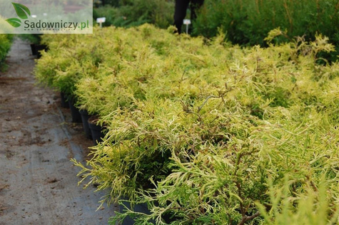 Cyprysik japoński Tsatsumi