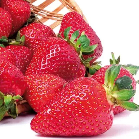 Truskawka KENT śr. wczesna idealna NA NASZ KLIMAT sadzonki truskawek 10 szt